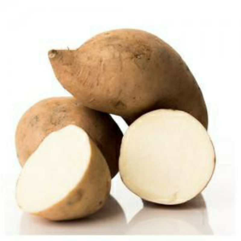 Ubi Jalar Putih yang mengandung banayk manfaat bagi tubuh.